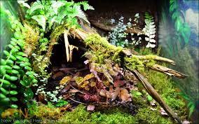 Custom Background Kits For Live Vivariums Bioactive Terrariums And Basic Enclosures Neherp Your One Stop Vivarium Terrarium Base Background Diy Terrarium