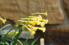 Image result for Cyrtanthus galpinii