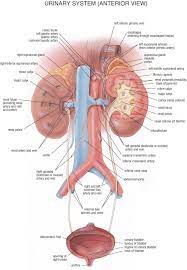 Detailed Diagram Of The Urinary System Urinary System Diagram Labeled Anatomy Chart Body Medical Anatomy Medical Knowledge Human Anatomy And Physiology