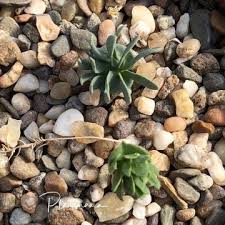 Image result for Eriospermaceae