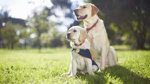 Neads has extremely high standards for its service dogs and recognizes that not every dog is meant to be a working dog. How To Adopt A Failed Service Dog