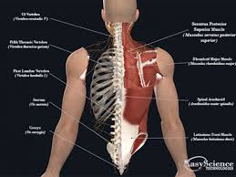 Check spelling or type a new query. Anterior Neck Muscle Easyscience Technologies