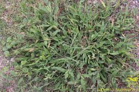 Image result for Urochloa panicoides