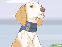 How do i get my dog to stop licking me? 3 Simple Ways To Keep A Dog From Licking A Wound Wikihow Pet