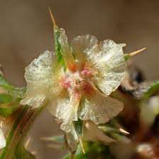 Image result for Salsola