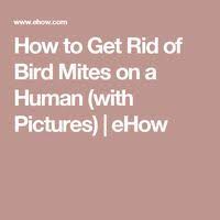 Bird Mites In Hair How To Get Rid Of Bird Mites On A Human With Pictures Ehow Mites On Humans How To Get Rid Mites