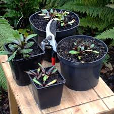 Pot Size Guide Dorset Perennials