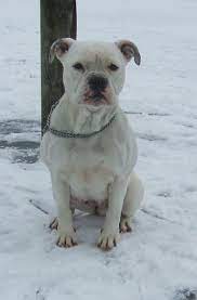 Check spelling or type a new query. Da C Apo Dog Hundin Tieranzeigen Net