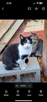 Did someone take this cat from dollar general last or surrounding areas  he's my cat and my kids miss him dearly please bring him home I live next  door to dollar general