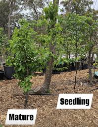 Image result for Rytigynia ruwenzoriensis