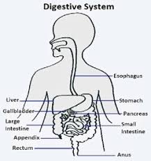 Digestive System Diagram For Class 5 Evs The Science Territory