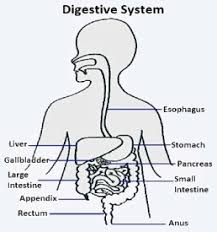 digestive system diagram for class 5 evs the science territory