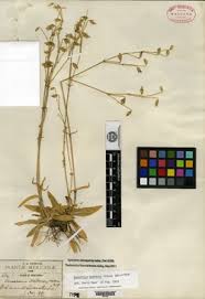 Image result for Cerastium octandrum