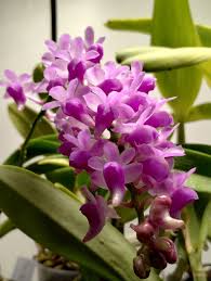 Image result for Rhipidoglossum globulosocalcaratum