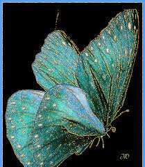 Gig Created May 2015 Beautiful Butterflies Weird Insects Butterfly