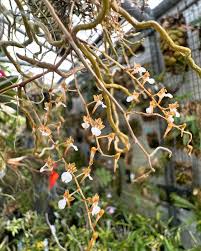 Image result for Microcoelia globulosa