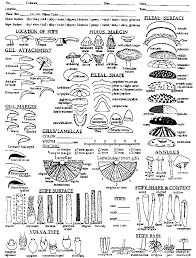 You can easily become fluent in english with these pdf books. 18 Agaric Annotation Sheet In English These Are Copied And One Is Download Scientific Diagram