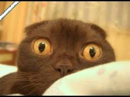 24 cats in love emoji gif. Funny Cats Gif Home Facebook
