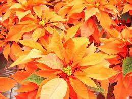 All Things Orange Poinsettia Christmas Poinsettia Poinsettia Flower