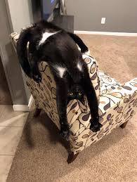 Pin By Aysun On Athleticats In 2020 Cat Pics Cat Online Cat Sitting
