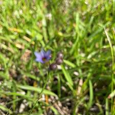 Image result for Sisyrinchium micranthum