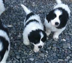 Newfoundland and saint bernard mix. Fort Causeway Farms Lovell Wy Pyrenees Newfoundland Puppies