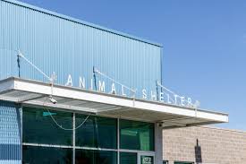 Meets second thursday of every month utah state university pet loss support Advocates Aim To End Gas Chamber Euthanasia In Utah Animal Shelters The Daily Universe