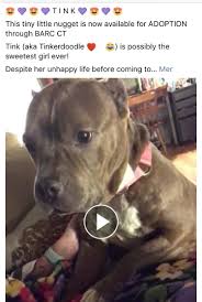 The dpbr website is a virtual shelter and resource for owners and caretakers of american pit bull terriers, american staffordshire terriers, staffordshire bull terriers, and pit bull mixes. 5 1 18 Barc Ct Tink Ij3 Pitbull Dog Best Puppies I Love Dogs