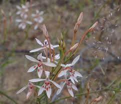 Image result for Lapeirousia