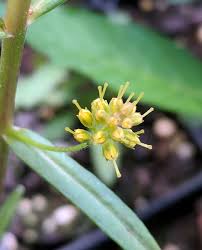 Image result for Lysimachia