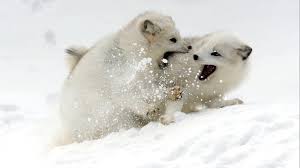Snow Animals Arctic Fox Baby Wallpaper 62974