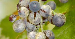 Continued (powdery mildew of grape). Grapevines Diseases Powdery Mildew