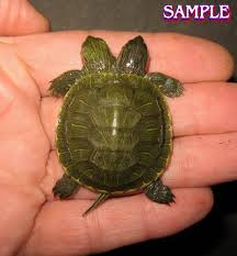 2 Headed Deformed Freak Siamese Twin Turtle Wet Preserved Specimen Sideshow Gaff