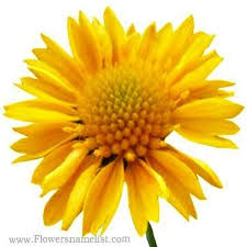 We did not find results for: Flowers That Start With G Flowers Name List