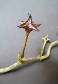 Image result for Ceropegia cimiciodora