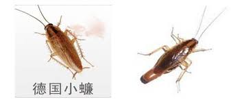 To view this video please enable javascript, and consider upgrading to a web browser that. å®¶è£¡é¢ç™¼ç¾èŸ'èž‚æ€Žéº¼è¾¦ å¾·åœ‹å°è Šç¯‡ æ¯æ—¥é ­æ¢