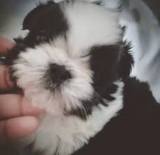 Browse thru shih tzu puppies for sale near logan, iowa, usa area listings on puppyfinder.com to find your perfect puppy. Oriental Beauties Shih Tzu Home