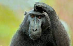 Funny Monkey Confused Picture Graphics99 Com Monkey Pictures Macaque Monkey Monkeys Funny