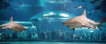 Meet The World S Largest Captive Bull Sharks At The Oklahoma Aquarium In Jenks Ok Oklahoma Travel Oklahoma Aquarium Oklahoma Tourism