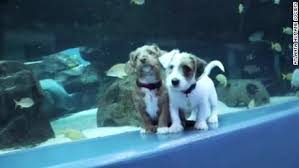 It's updated every 5 minutes with a list of pets ready for a family. These Puppies Got To Frolic In A Huge Aquarium The Fish Didn T Seem To Care Cnn Travel