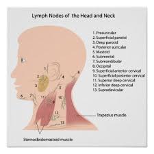 Lymph Nodes Of The Face And Neck Google Search Lymph Massage Lymph Nodes Lymphatic Massage