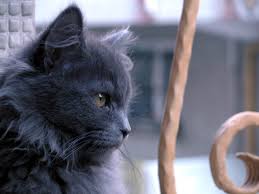 Chinchilla Minik Dostum Minik Dostum