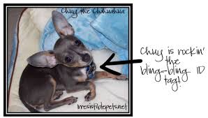 Did you know we offer curbside pickup for online orders? Save 2 On A Personalized Pet Id Tag At Petsmart Irresistible Pets