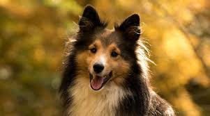 4 best harness for shelties in 2018 hi lovely pets