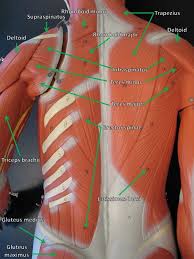 Start studying muscles of the torso (posterior view). Muscle Person 3b Pierce College Anatomy