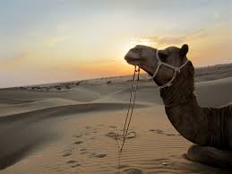 File:Jaisalmer Sam Sand Dunes.jpg - Wikimedia Commons