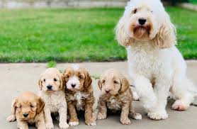 Timmonsville, sc 29541 as well as many other states and cities. Sutter Buttes Labradoodles South Mountain Doodles California Labradoodle Bernedoodle Puppies