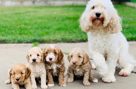 Maybe you would like to learn more about one of these? Sutter Buttes Labradoodles South Mountain Doodles California Labradoodle Bernedoodle Puppies