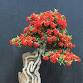 Fall Fruit & Foliage Bonsai Exhibition