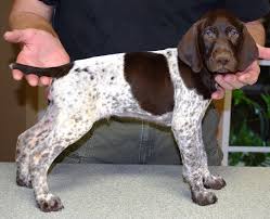 Finding a german shorthaired pointer puppy has never been simpler, browse through our german shorthaired pointer if you do not find the german shorthaired pointer puppy for sale that you are looking for then place your request within our german shorthaired pointer dogs wanted area. Home German Shorthaired Pointer Puppies